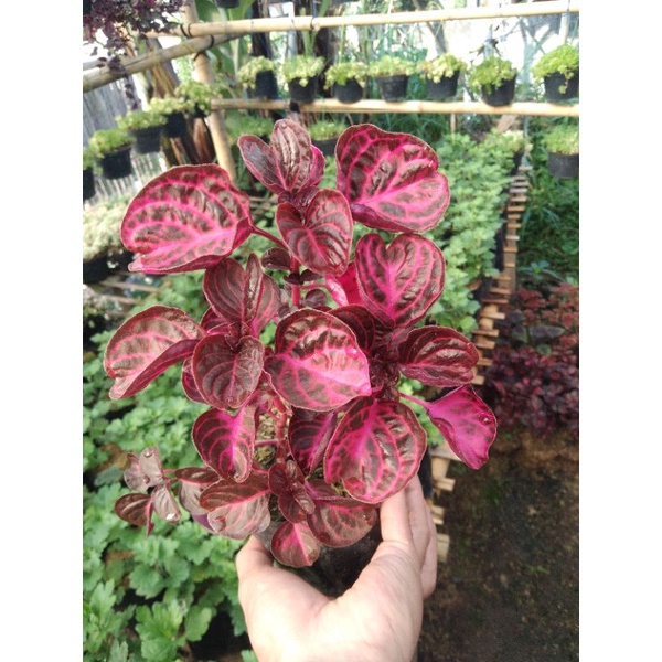 Miana mangkok merah/ iresine herbisti