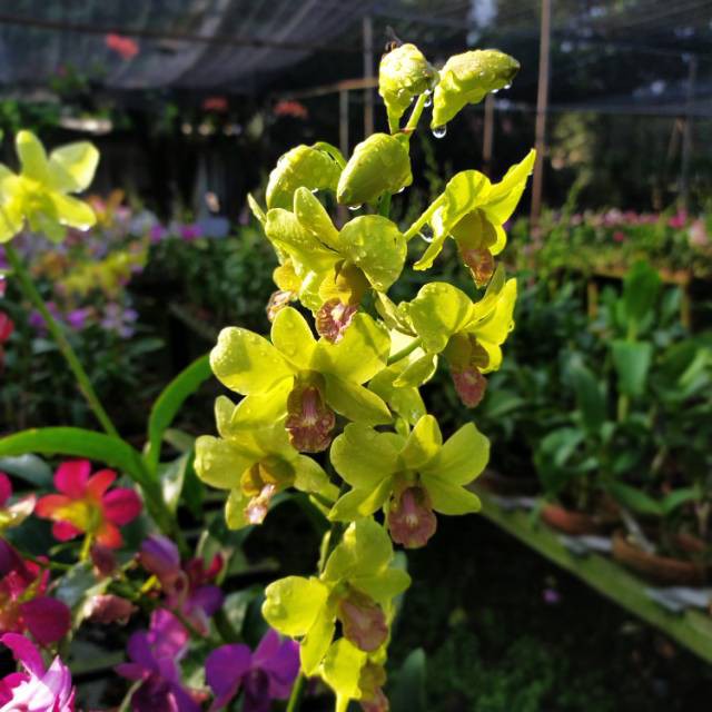 DendroBium Burana Emaron Dewasa / Spike