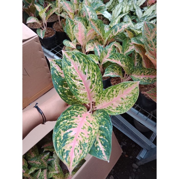 Aglaonema Pink Twingkel