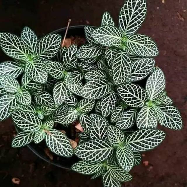 tanaman hias epicia mutiara-episia mutiara-fitonia episia mutiara