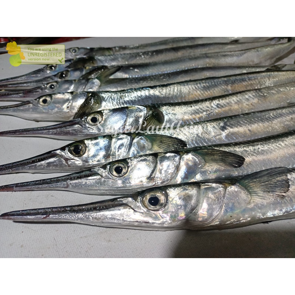 

Ikan Cendro Segar 1Kg Ikan Cendro Utuh Ikn Kacang