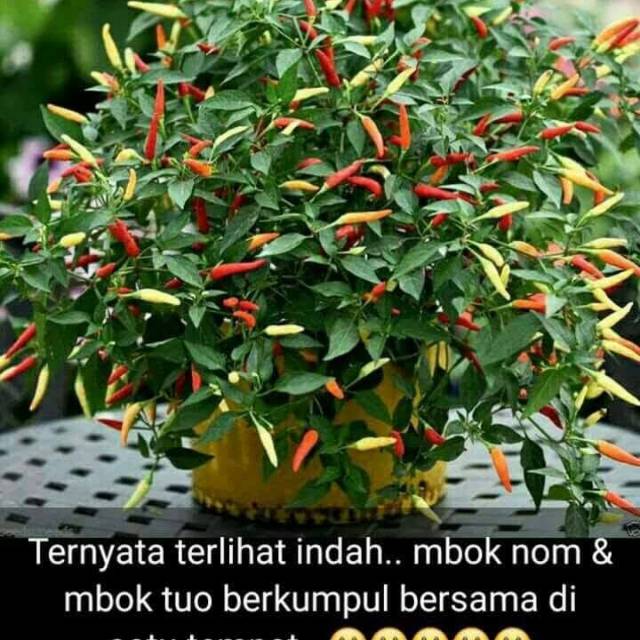 neng_bungsu14