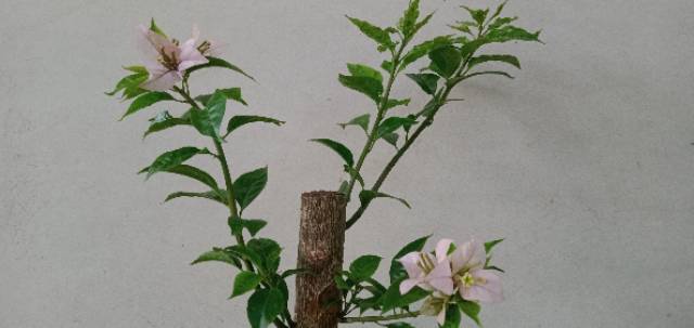 Tanaman Bahan Bonsai Bugenvil(