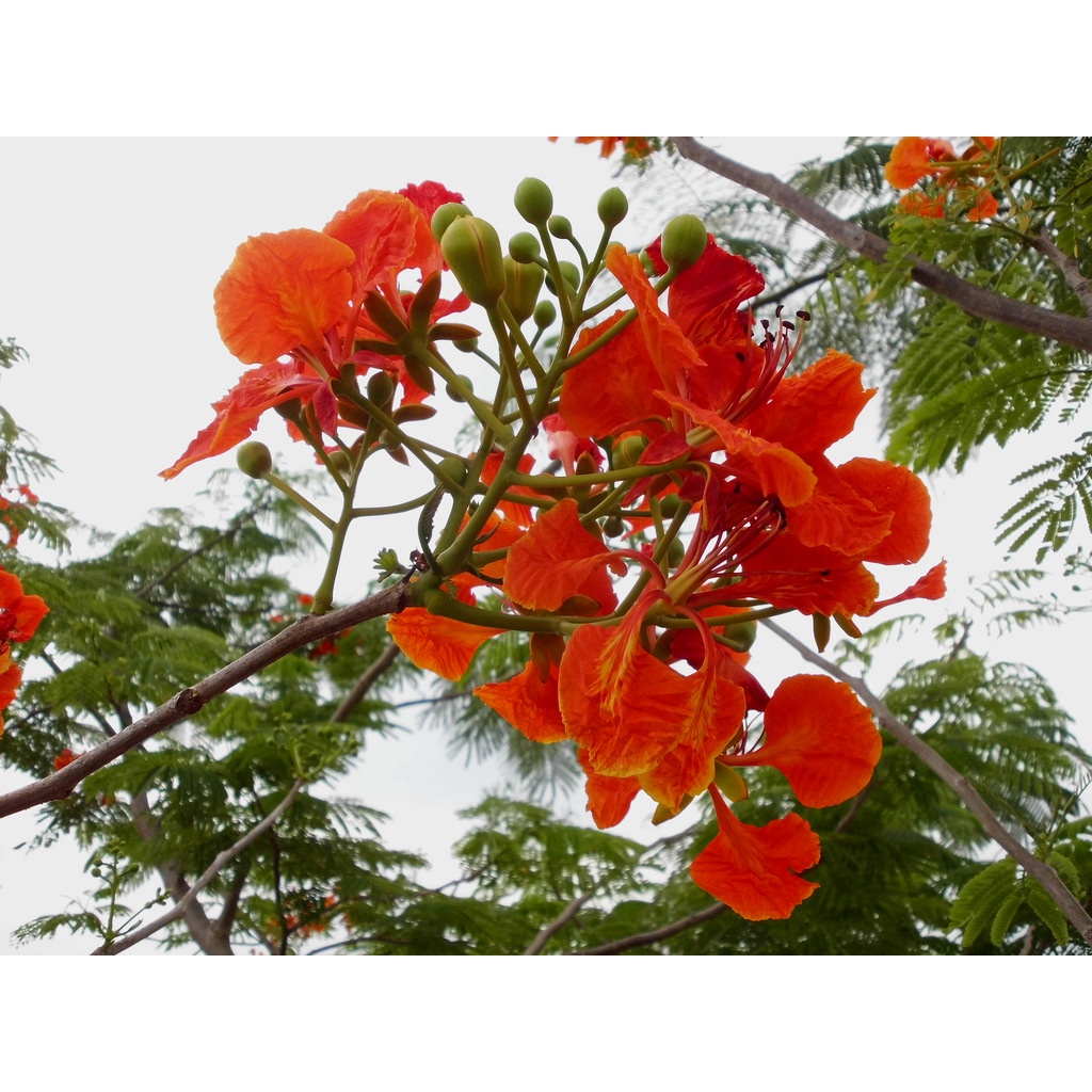 Bibit Tanaman Hias Bunga Flamboyan Harga Murah - Bunga Langka
