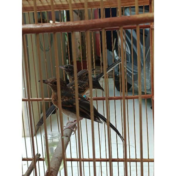 trotolan murai batu medan jantan non gembung. Indukan 19cm