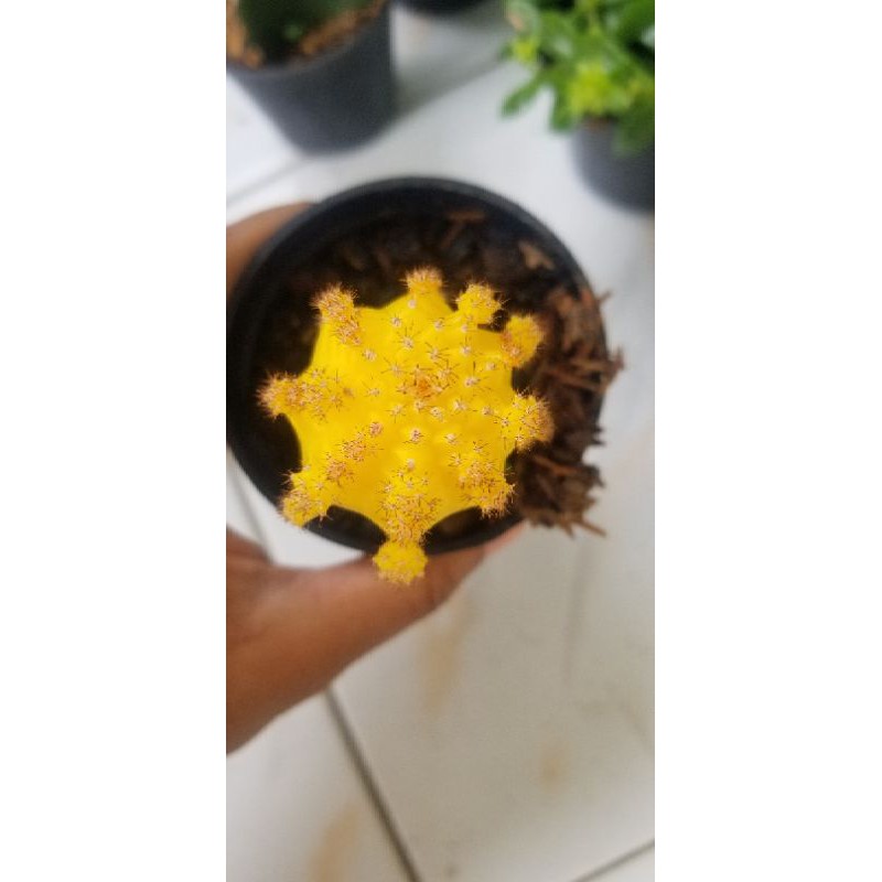 kaktus gymno import besar