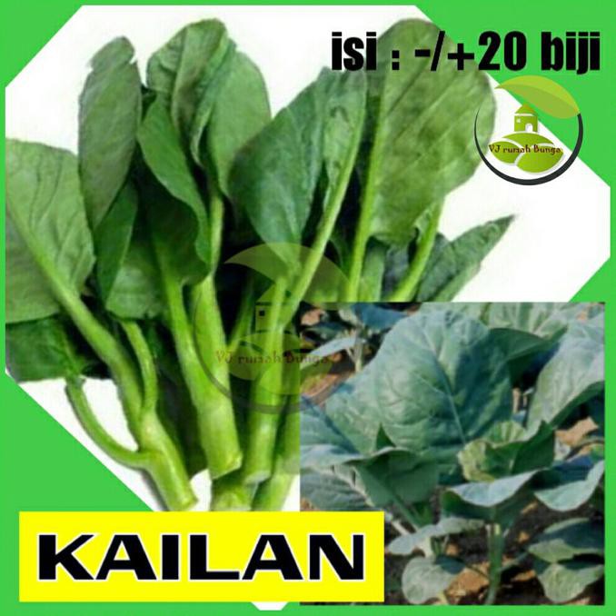 Hanya Disini] Benih Sayuran Kailan/Bibit Sayur Kailan/Kailan