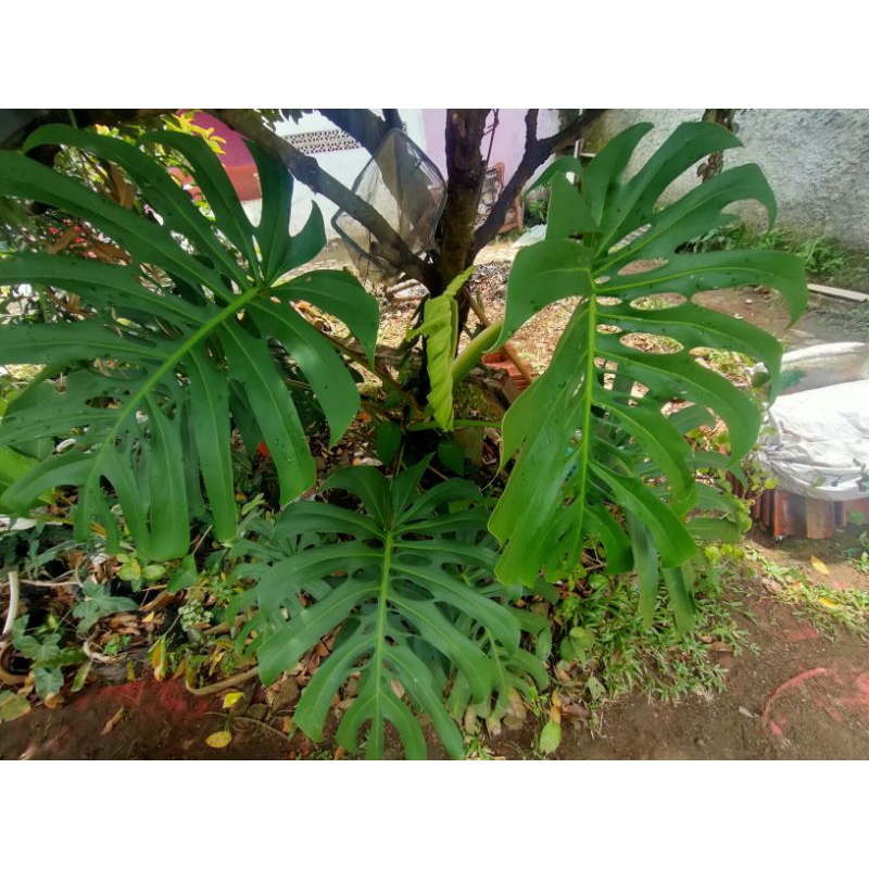 tanaman hias monstera Brazilian form / monstera Brazilian commonform