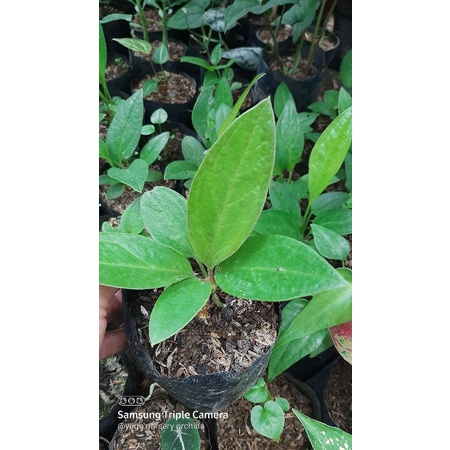 Tanaman Hias Jemani Anakan Anthurium dari biji