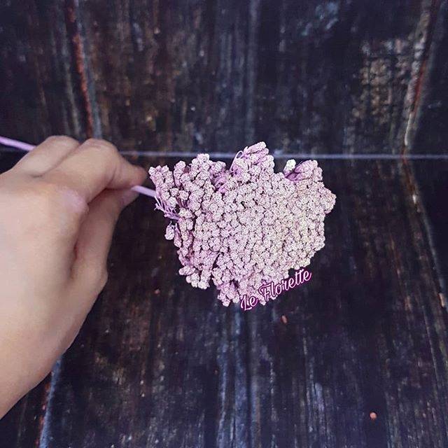 Bunga Kering Dried Flower Achillea Parker in Pink