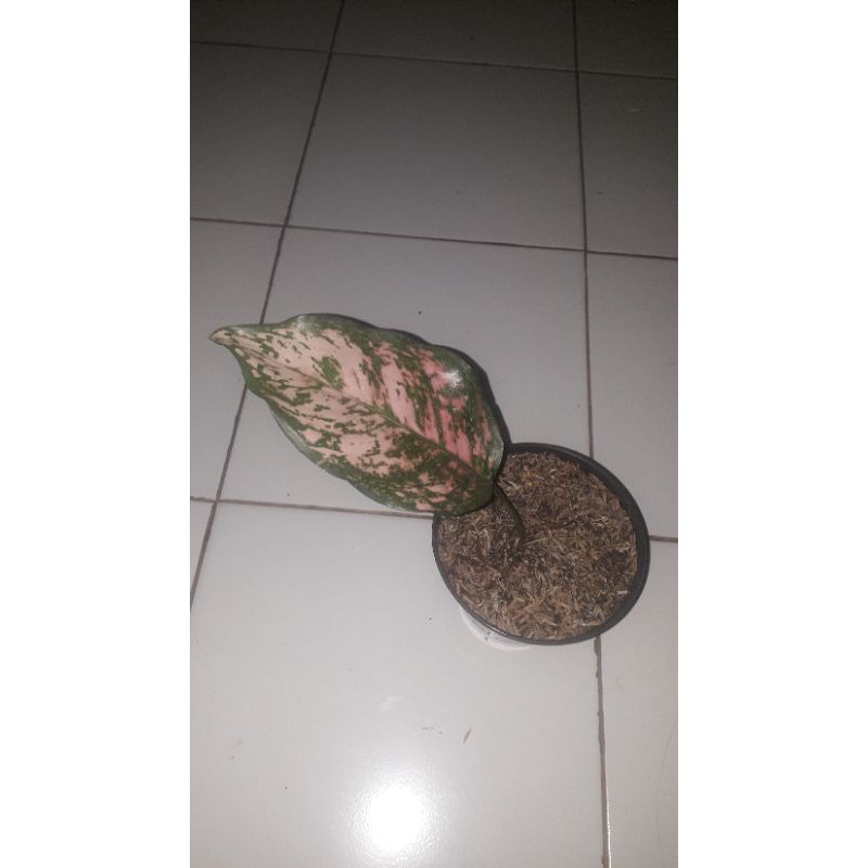 

bibit aglonema valentine