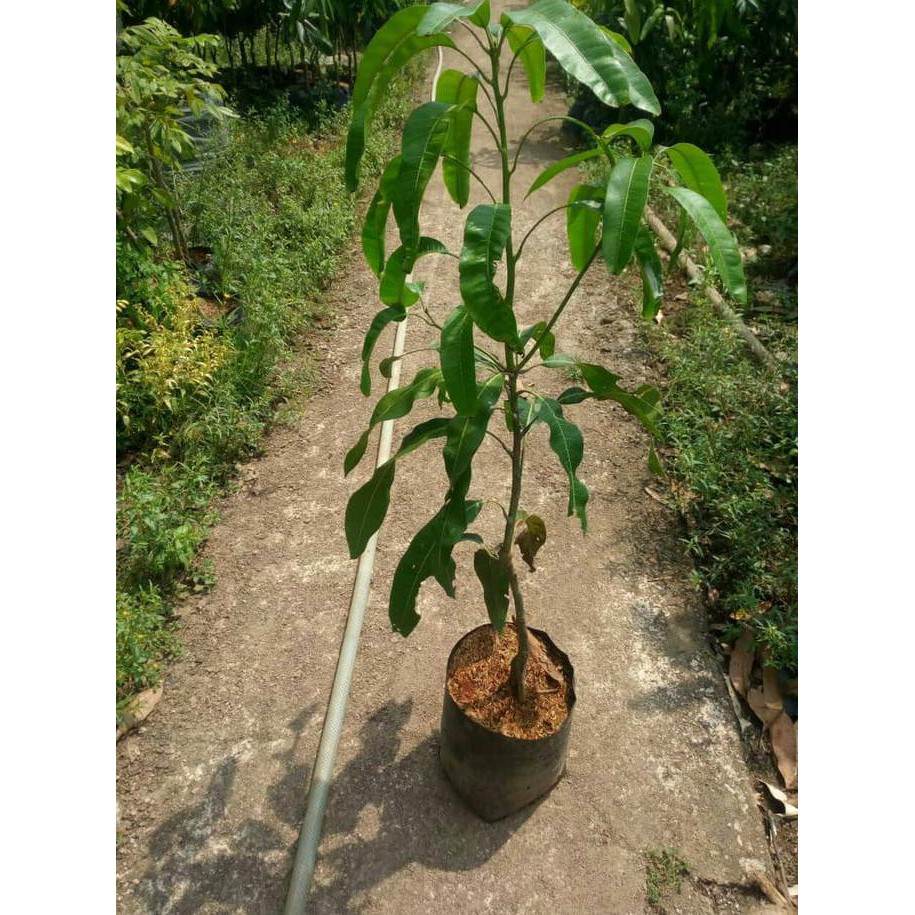n3w Bibit mangga mahatir original wage