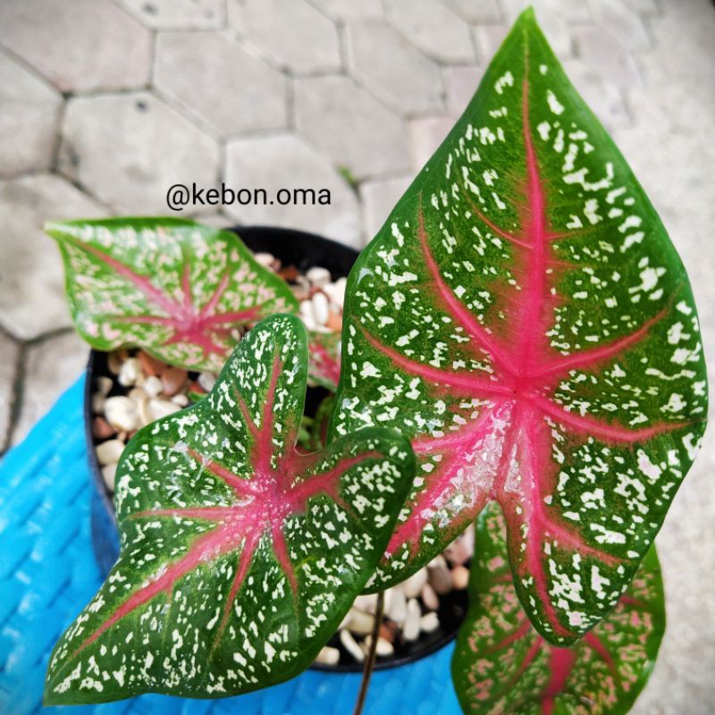 TANAMAN HIAS Keladi Red Star + pot hitam + hiasan batu