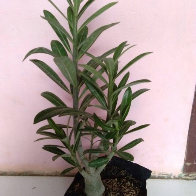 Bibit Tanaman bunga adenium cabang seribu bahan bonsai bonggol besar