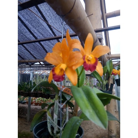 anggrek botol cattleya murah