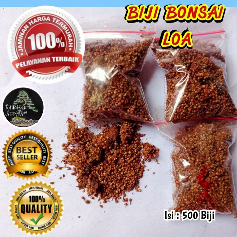 BIJI BONSAI LOA