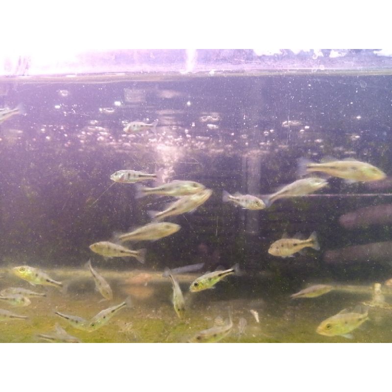 ikan predator/ pbass monoculus size 5-6cm