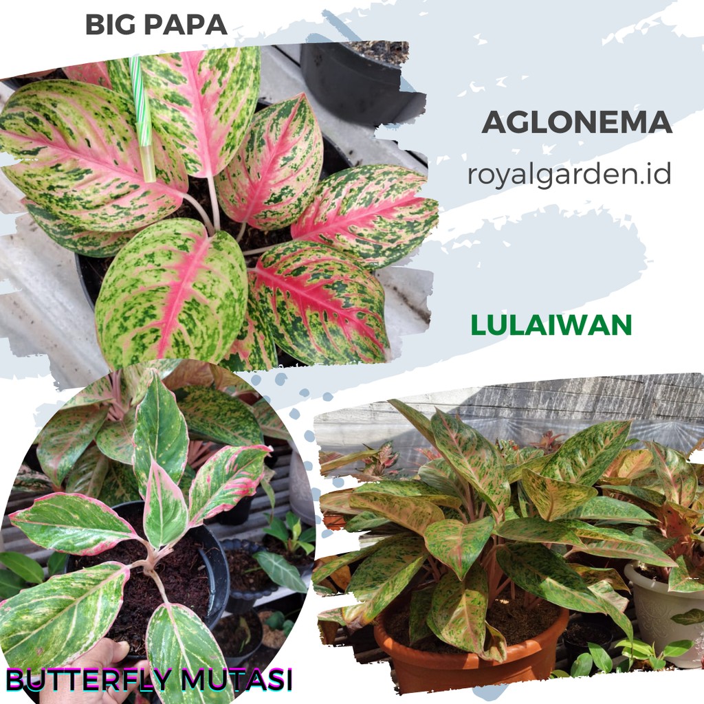 Aglonema Lulaiwan / Big Roy / Big papa Remaja Butterfly Mutasi Tanaman Hias Bunga RoyalGarden