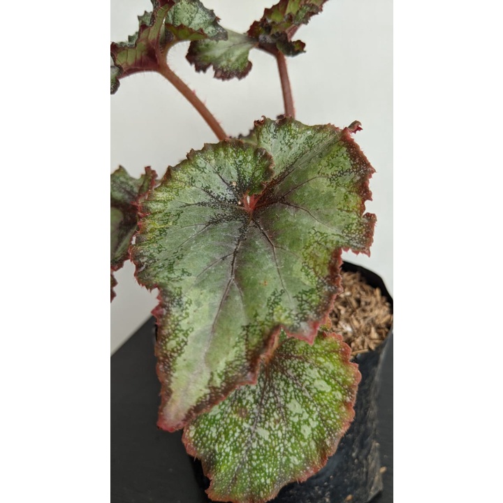 Tanaman Hias begonia keong silver - bibit bunga begonia momoyama - BakulKembang