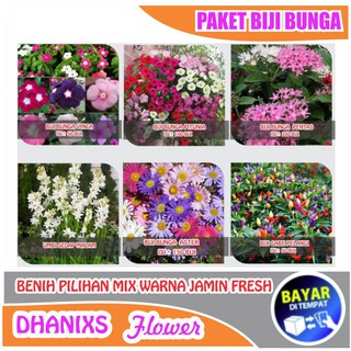 Bibit Biji Benih Bunga Petunia Vinca Aster Umbi Sedap ...