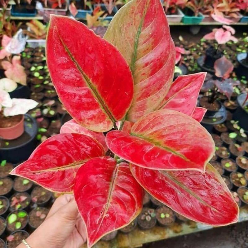 PROMO!!! anakan aglonema ayunindi