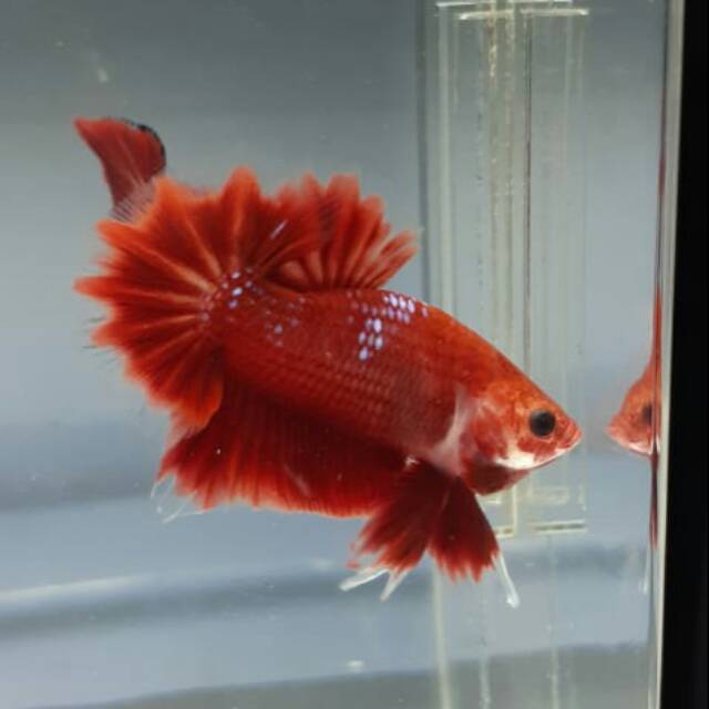 hellboy fancy top grade bonus female