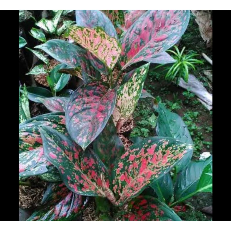 VENUS AGLONEMA VENUS AGLONEMA MURAH