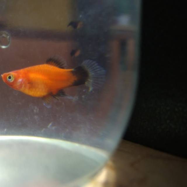 

Ikan platy red wagtail