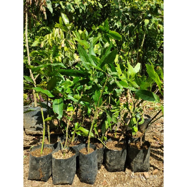bibit mangga madu hasil cangkok