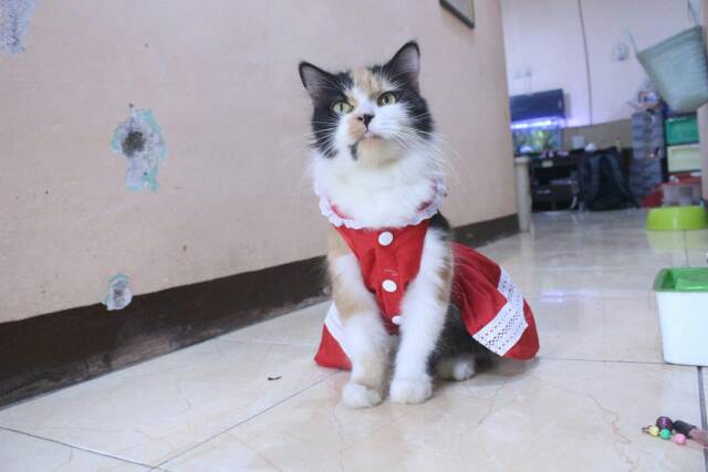 Dress kucing dan anjing edisi natal 2019 lucu murah meriah motif merah putih / baju kucing size S-XL