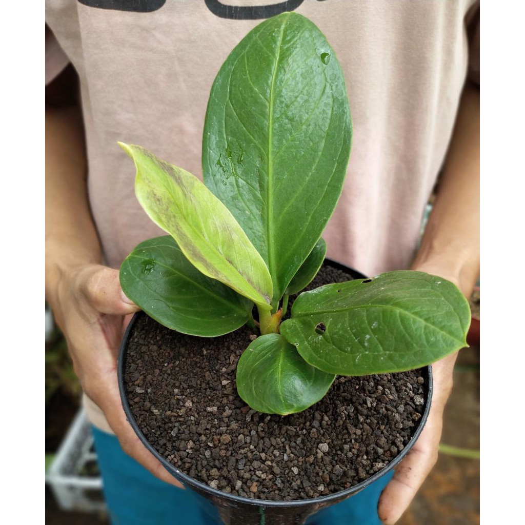 Anthurium Jemani Cobra Catalog Remajaan