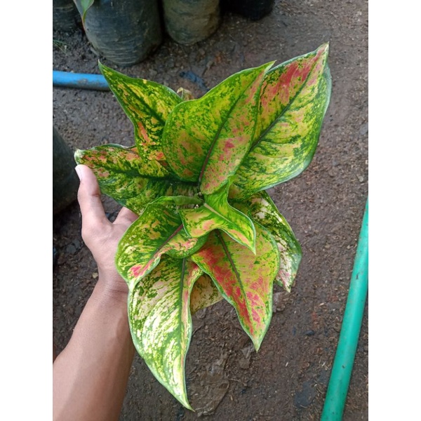 Aglonema heng2 rimbun bawa anak