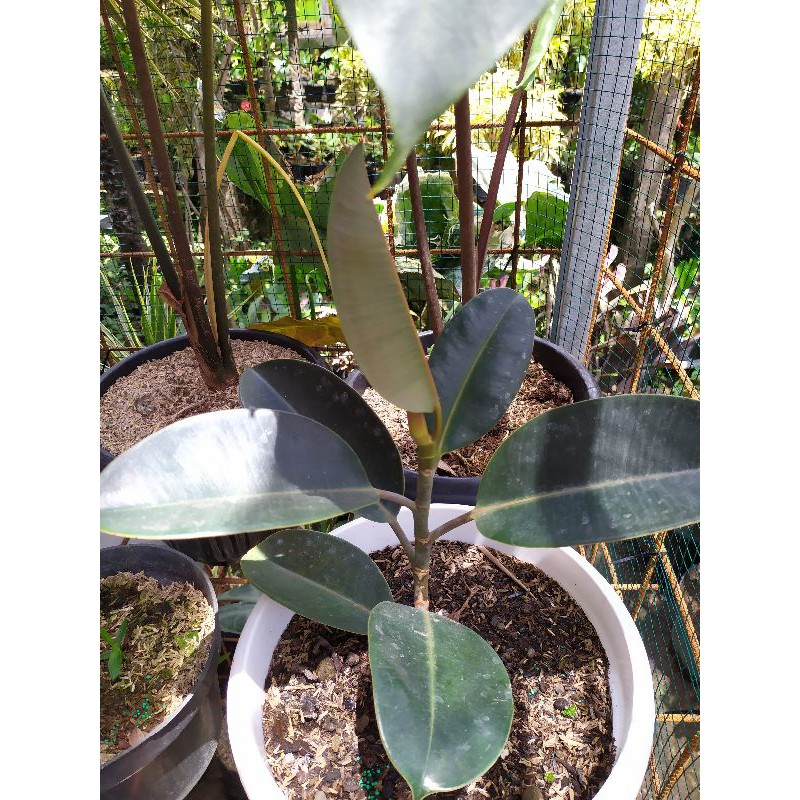 Tanaman Ficus Elastica