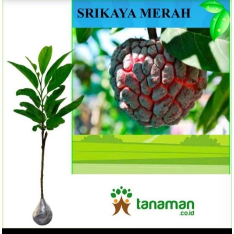 

Bibit srikaya merah