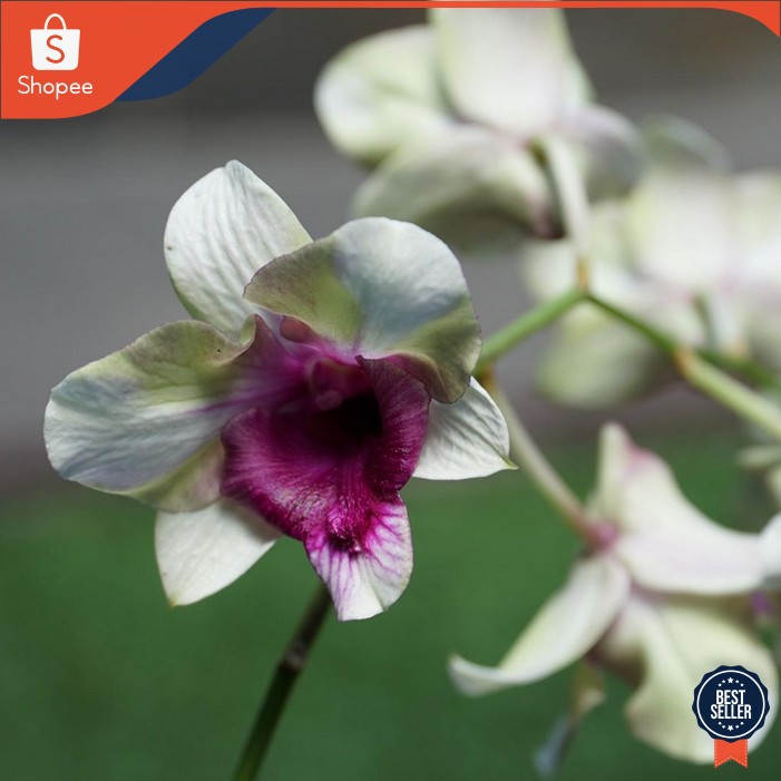 Jual Bunga Anggrek Tanaman Hias Hidup Dendrobium Neopom Shopee Indonesia