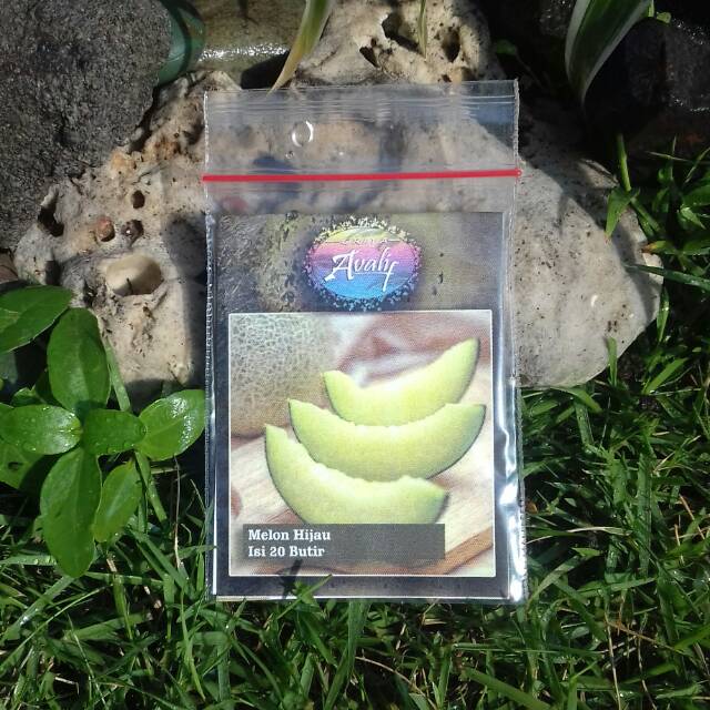 Benih Melon Hijau 20 Butir