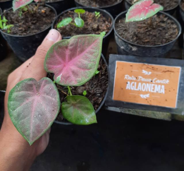 Bibit Caladium Pinky Boy Tanaman Hias Caladium Shopee Indonesia