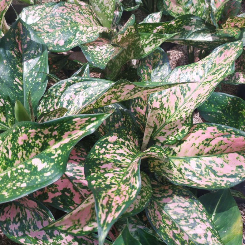 bunga aglonema lEDY KRISTIN(RUBY PINK)