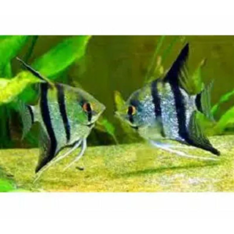 

manfish black dan white bw / ikan hias. / aquasqape