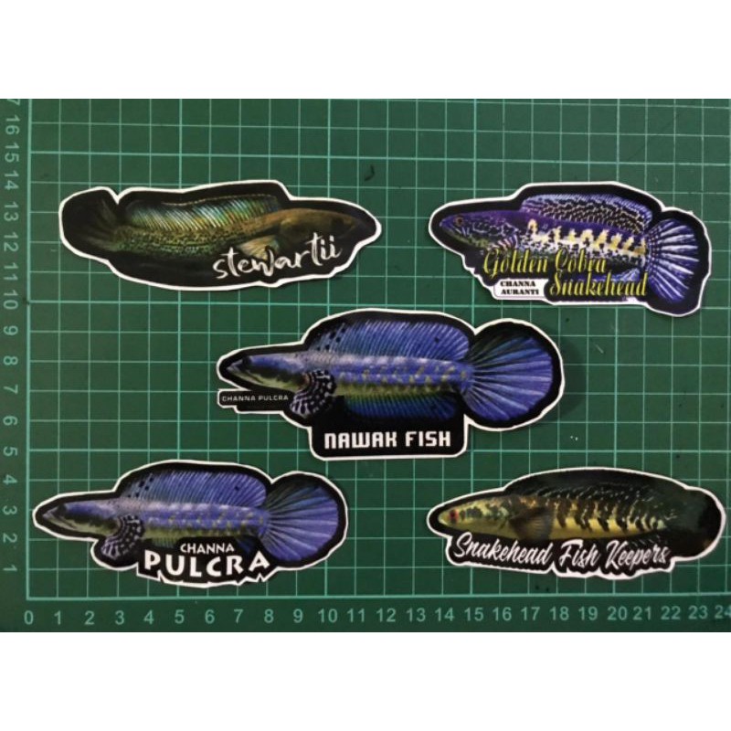 

STIKER AQUARIUM IKAN PREDATOR / IKAN CHANA