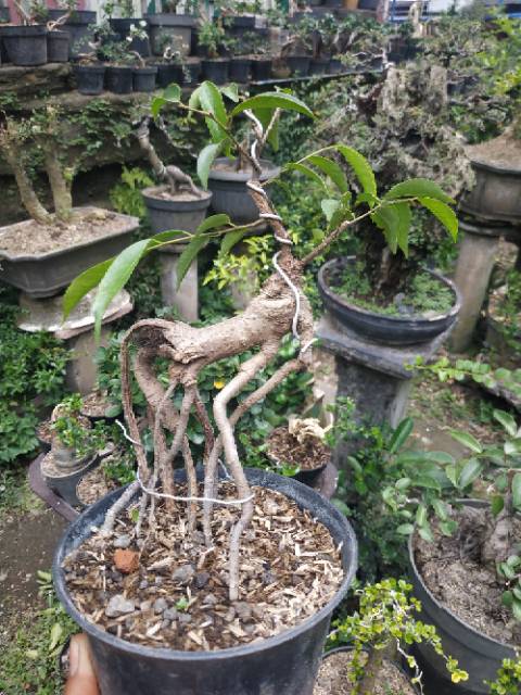 Bahan Bonsai Beringin Ficus Benjamina