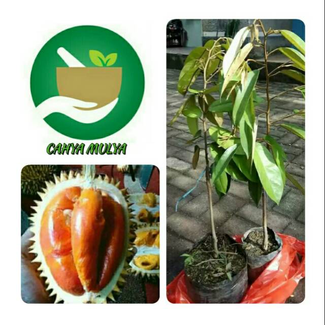 Bibit pohon buah durian merah - pohon durian merah unik