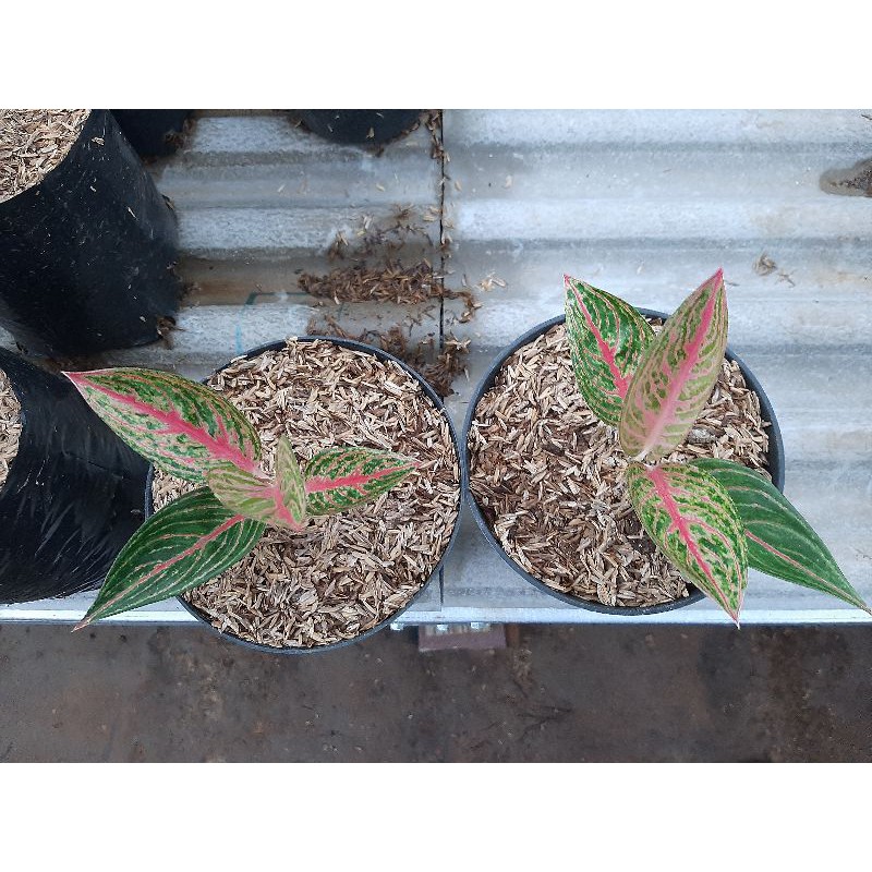 Aglonema legacy merah anakan daun 3-4