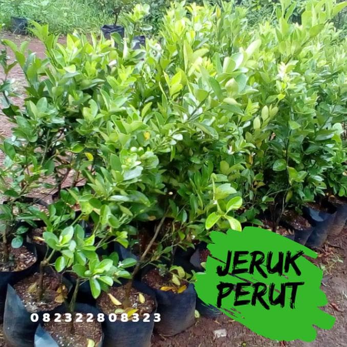Bibit jeruk purut Tanaman jeruk purut Daun jeruk purut murah