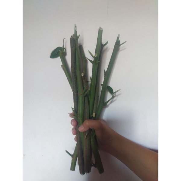 Stek Batang Indigofera 30 cm