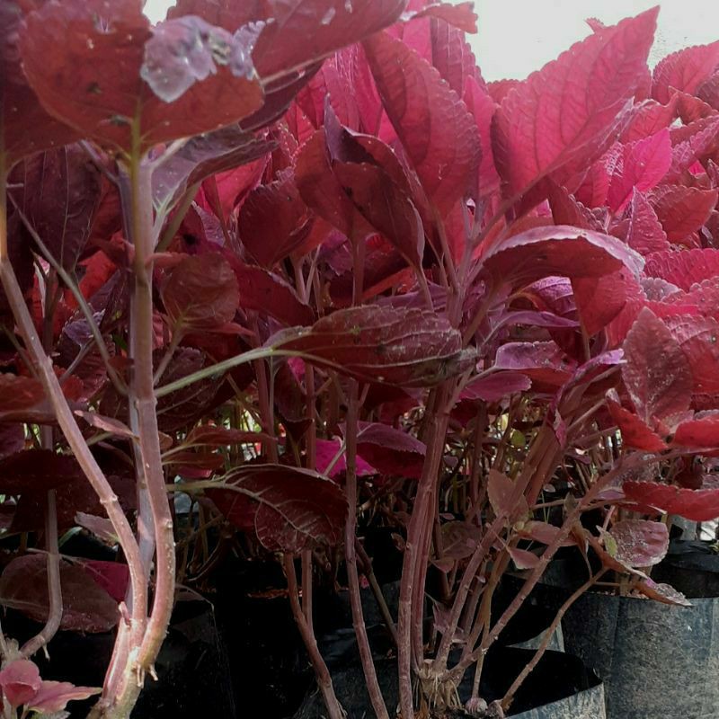 Bibit Tanaman Hias Miana Merah Super