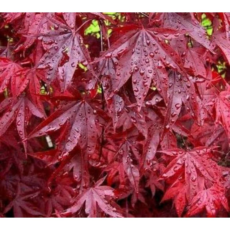 Biji / Benih / Bibit - Red Maple japanese for bonsai Seeds - Import