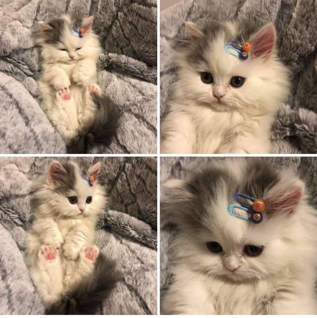 putriwulandariwulan2410