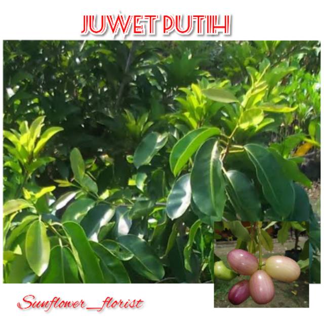 Bibit Buah Juwet Putih
