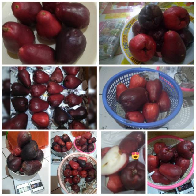 

Jambu Jamaika alias Jambu Boll